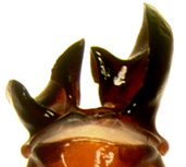 P. hirticula dorsal male genitalia