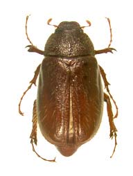 P. hirticula dorsal beetle