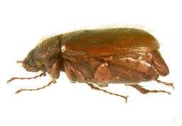 P. hirticula lateral beetle