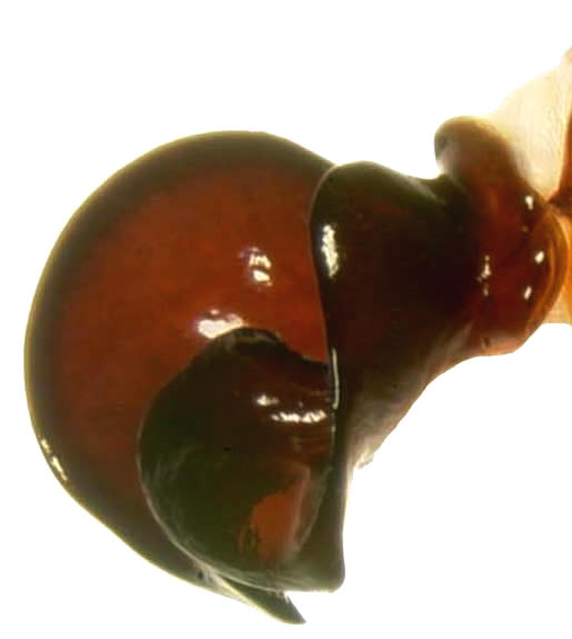 P. hirticula right lateral male genitalia