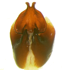 P. hornii ventral female genitalia