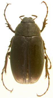 P.ilicis dorsal beetle