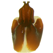 P.ilicis ventral female genitalia
