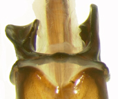 P. luctuosa dorsal male genitalia