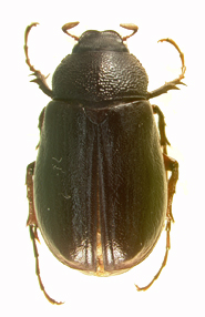P. luctuosa dorsal beetle