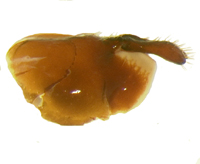 P. luctuosa lateral female genitalia
