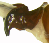 P. luctuosa right lateral male genitalia