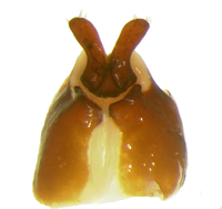 P. luctuosa ventral female genitalia