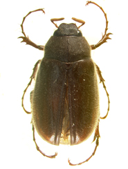 P. subtonsa dorsal beetle