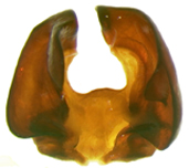 P. subtonsa dorsal male genitalia