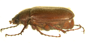 P. subtonsa lateral beetle