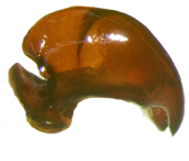 P. subtonsa left lateral genitalia