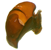 P. subtonsa right lateral genitalia