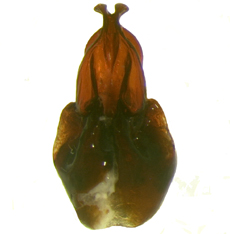 P. subtonsa ventral female genitalia