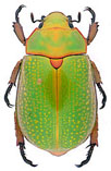 Generic Guide to New World Scarab Beetles-Scarabaeidae-Rutelinae 