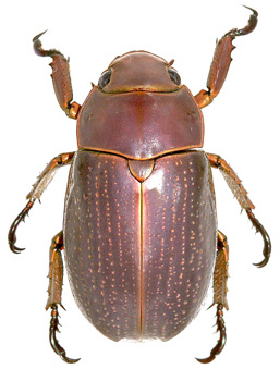 Generic Guide to New World Scarab Beetles-Scarabaeidae-Rutelinae 