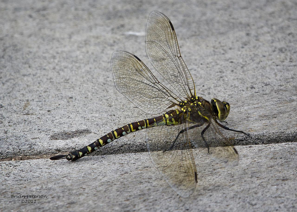 Variable Darner