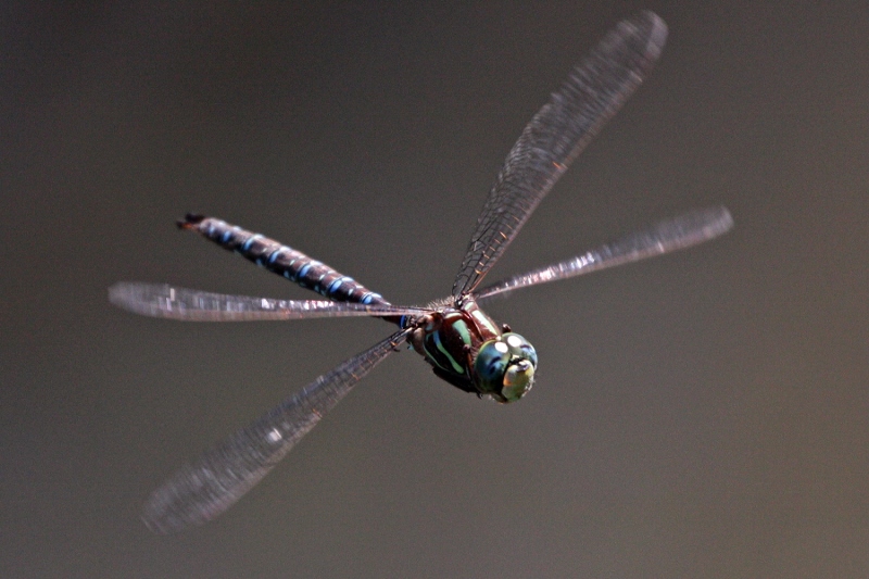 Shadow Darner