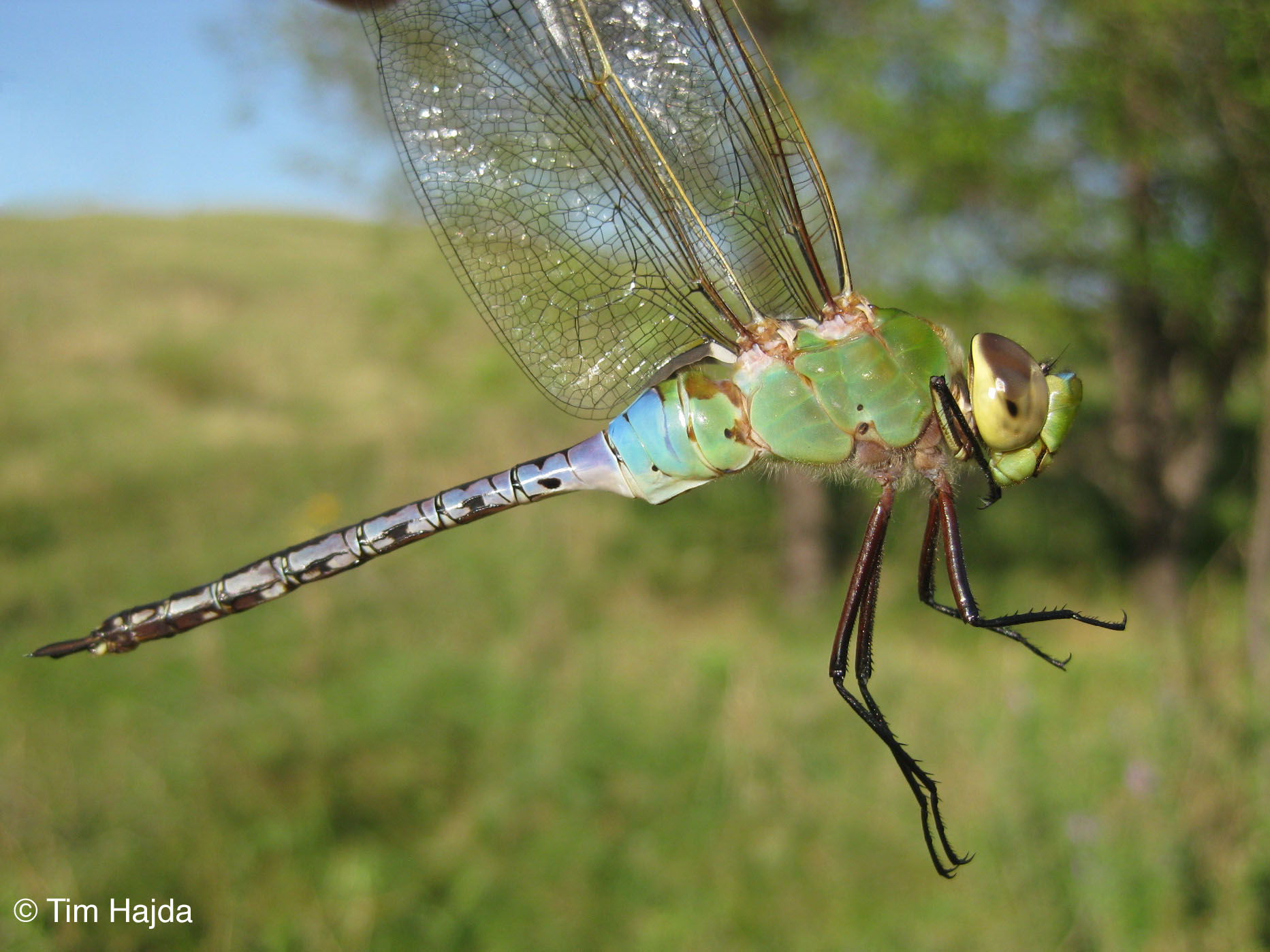 Common Green Darner