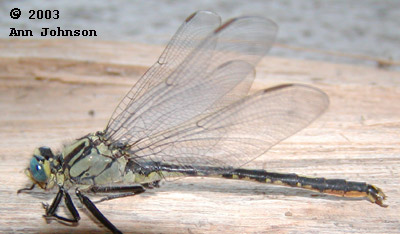 Horned Clubtail