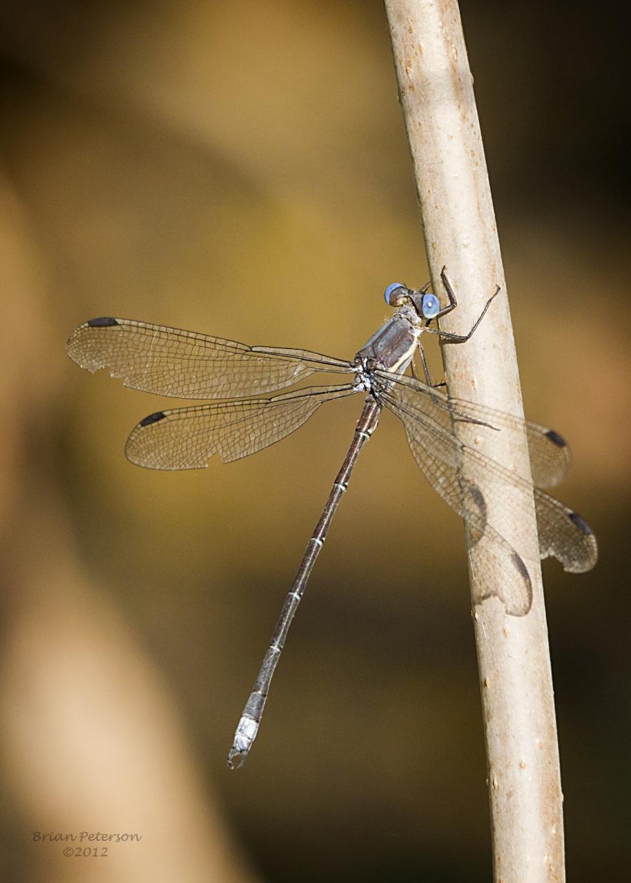 Great Spreadwing