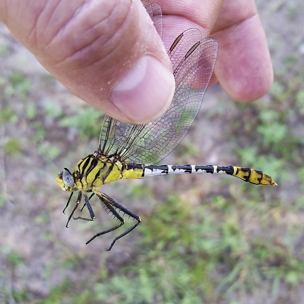 Flag-tailed Spinyleg