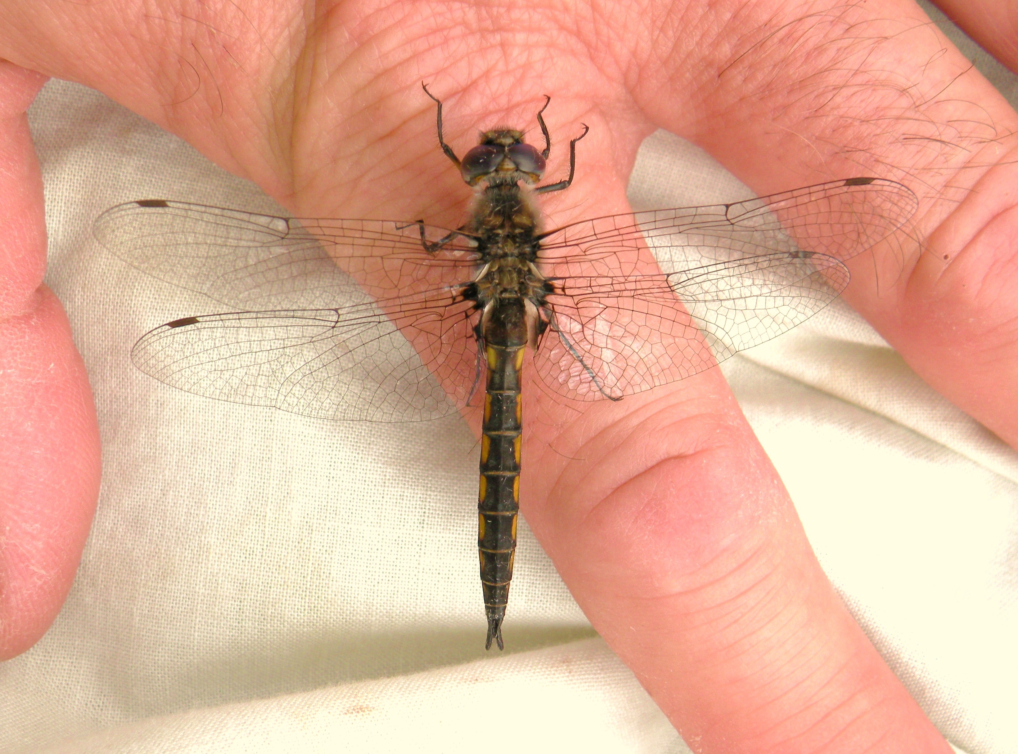 Common Baskettail