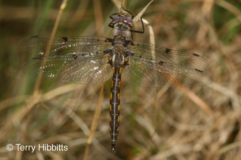 Dot-winged Baskettail