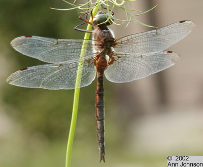 Prince Baskettail