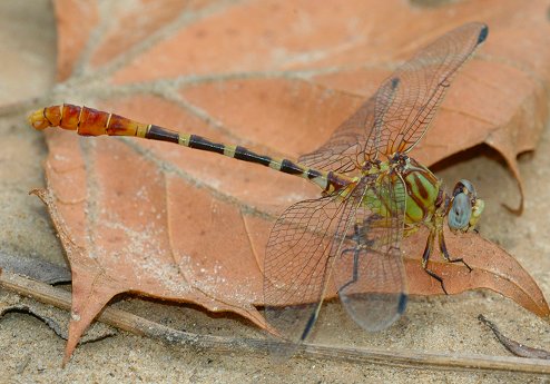 Eastern Ringtail