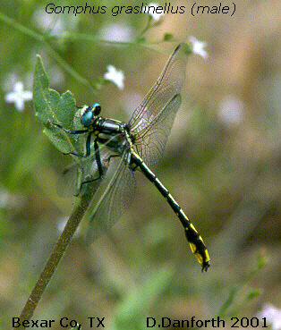 Pronghorn Clubtail