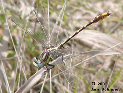 Phanogomphus militarus - Sulfur-tipped Clubtail