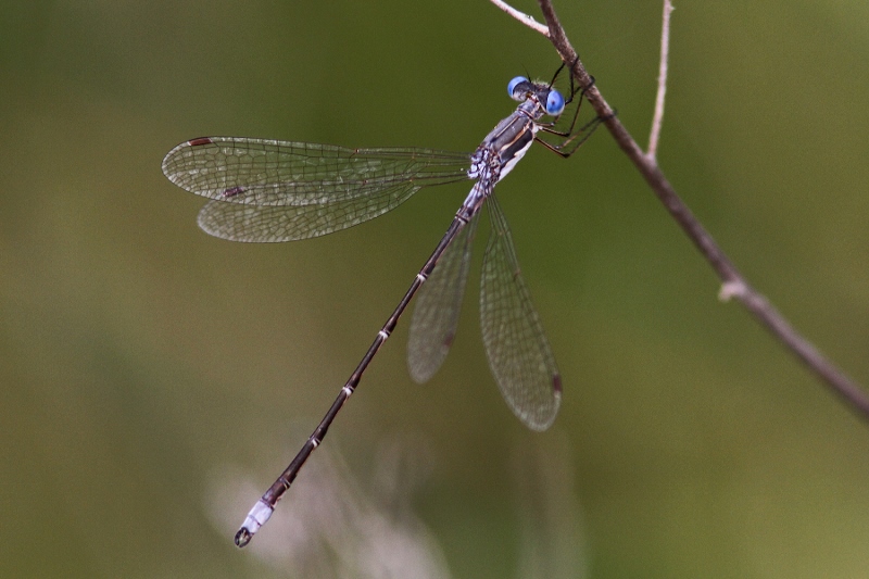 Spotted Spreadwing