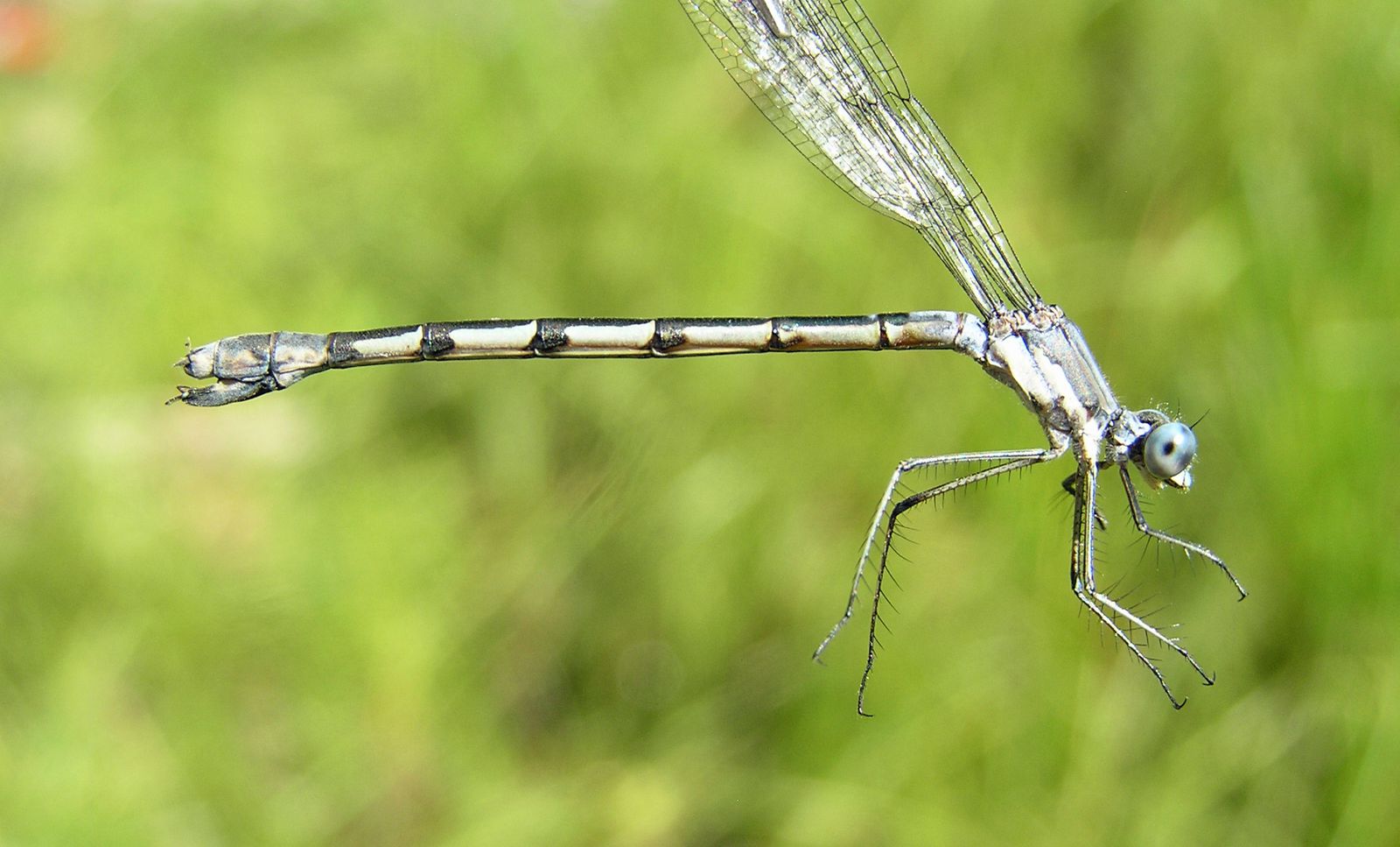 Sweetflag Spreadwing