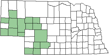 Dot-winged Baskettail map