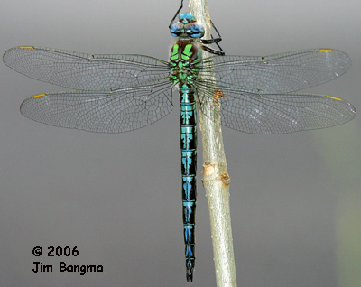 Cyrano Darner