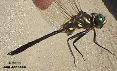 Plains Emerald