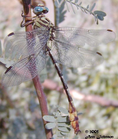 Russet-tipped Clubtail