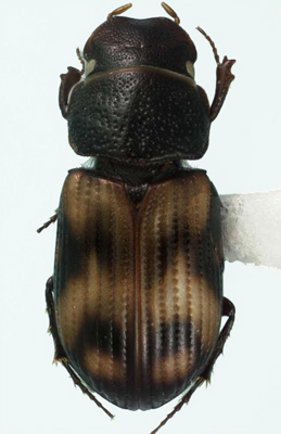 scarab image