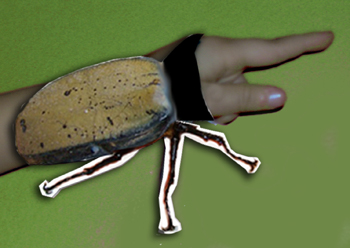 hercules beetle on kids hand