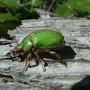 A scarab from the genus Brachysternus, a metallic leaf chafer from Chile.<br />Photo by Federico Ocampo.