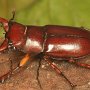 This is the stag beetle  Lucanus capreolus (Linneaus).  Look at the big mandibles!<br />Photo by Art Evans.