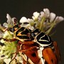 Two flower chafers mating. Trigonopeltastes delta (Forster). Photo by Art Evans.