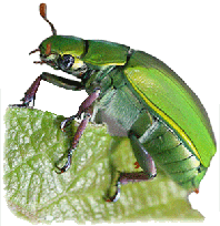 Chrysina photo