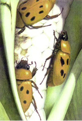 Cyclocephala sexpunctata